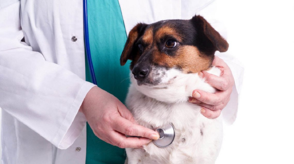 Prevenção da dirofilariose em animais de estimação